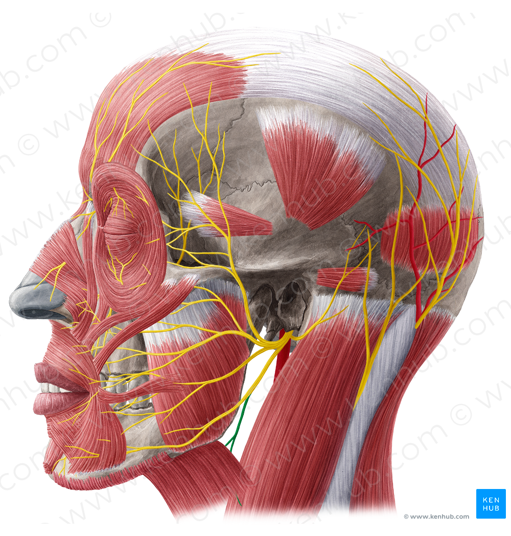 Cervical branch of facial nerve (#8621)