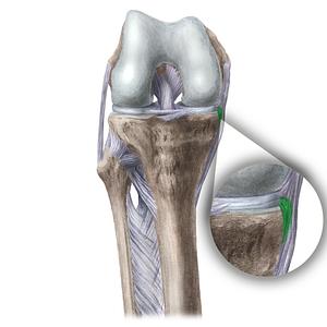 Medial meniscotibial ligament (#20121)