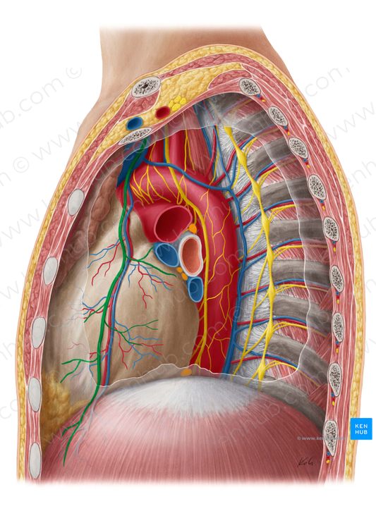 Left phrenic nerve (#6683)