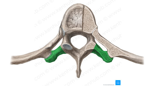 Transverse process of vertebra (#16693)