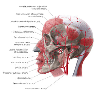 Arteries of face and scalp (Lateral view) (English)