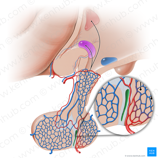 Hypophyseal cleft (#16228)