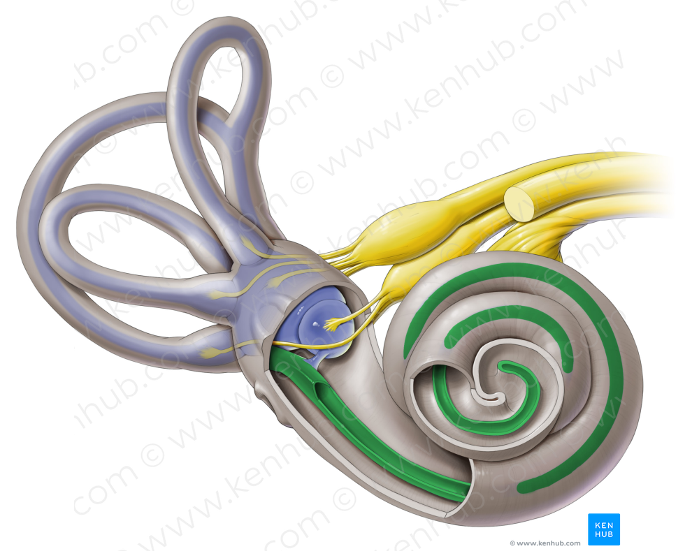 Cochlear duct (#3305)