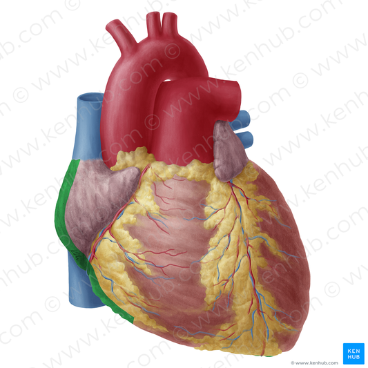 Right border of heart (#19752)