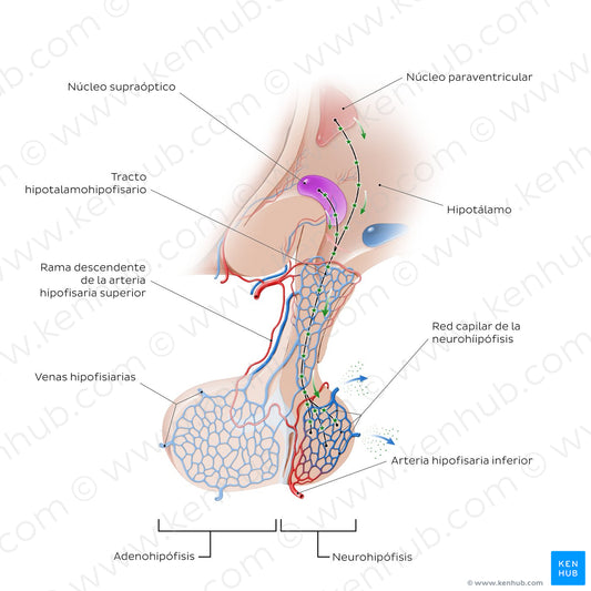 Hypothalamohypophyseal tract (Spanish)