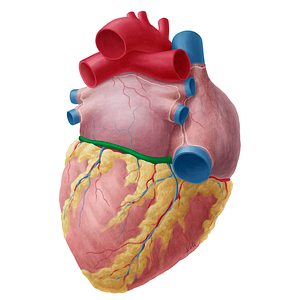 Coronary sinus (#9010)