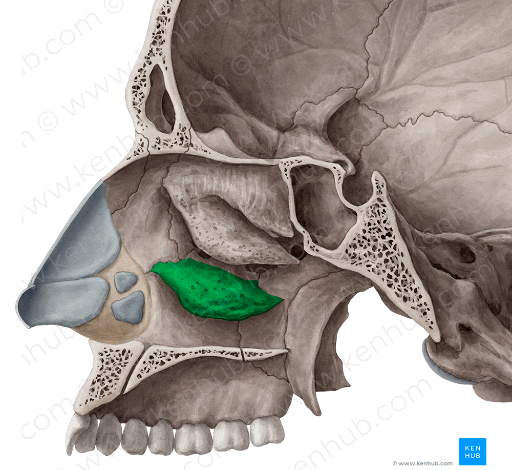 Inferior nasal concha (#2788)