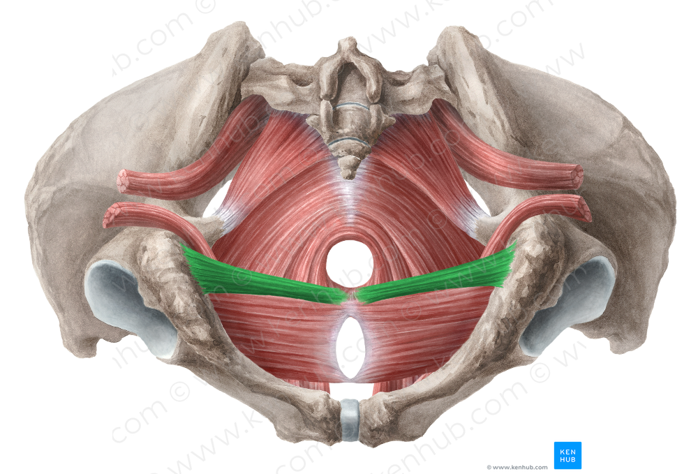 Superficial transverse perineal muscle (#6123)