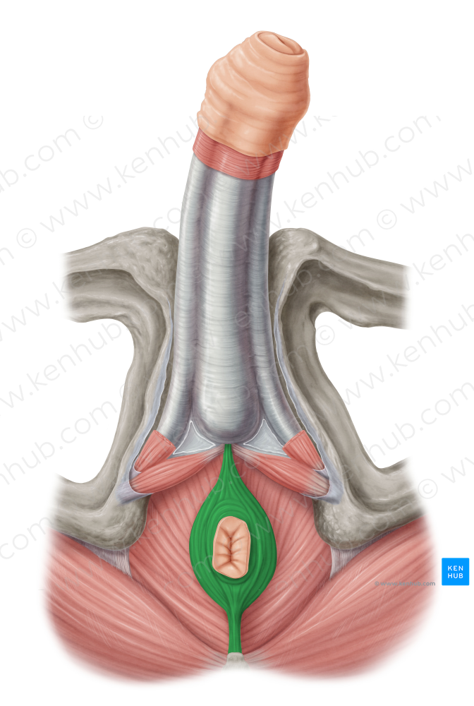 External anal sphincter (#5976)