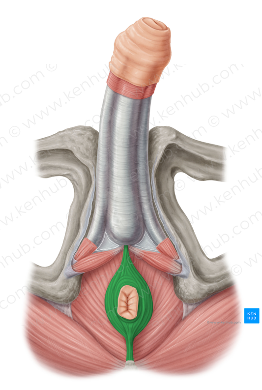 External anal sphincter (#5976)