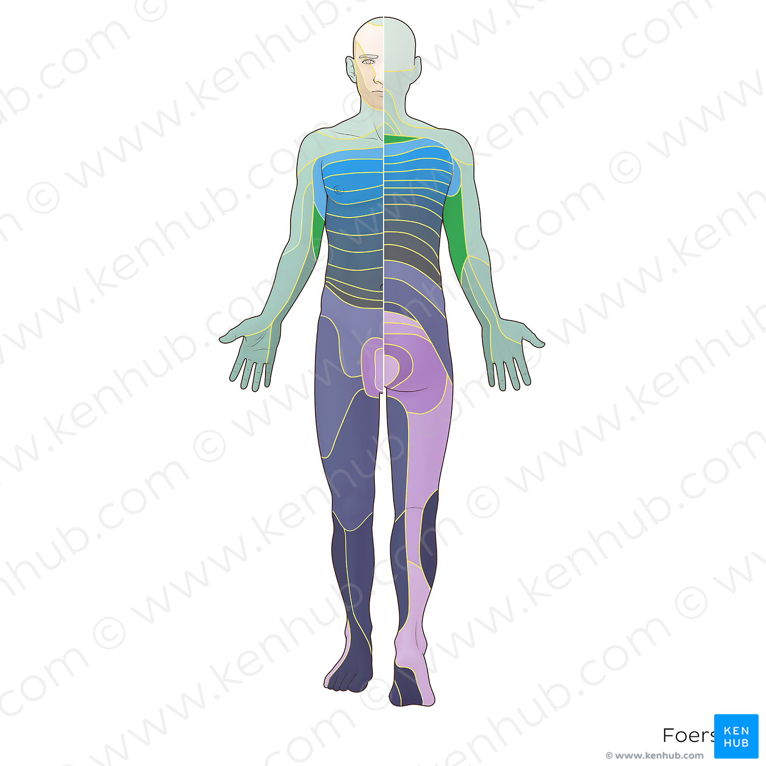 T1 dermatome (#20884)