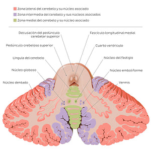 Cerebellar nuclei (Spanish)