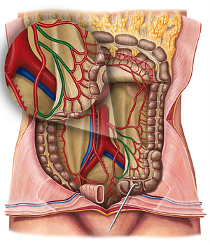 Sigmoid arteries (#1212)