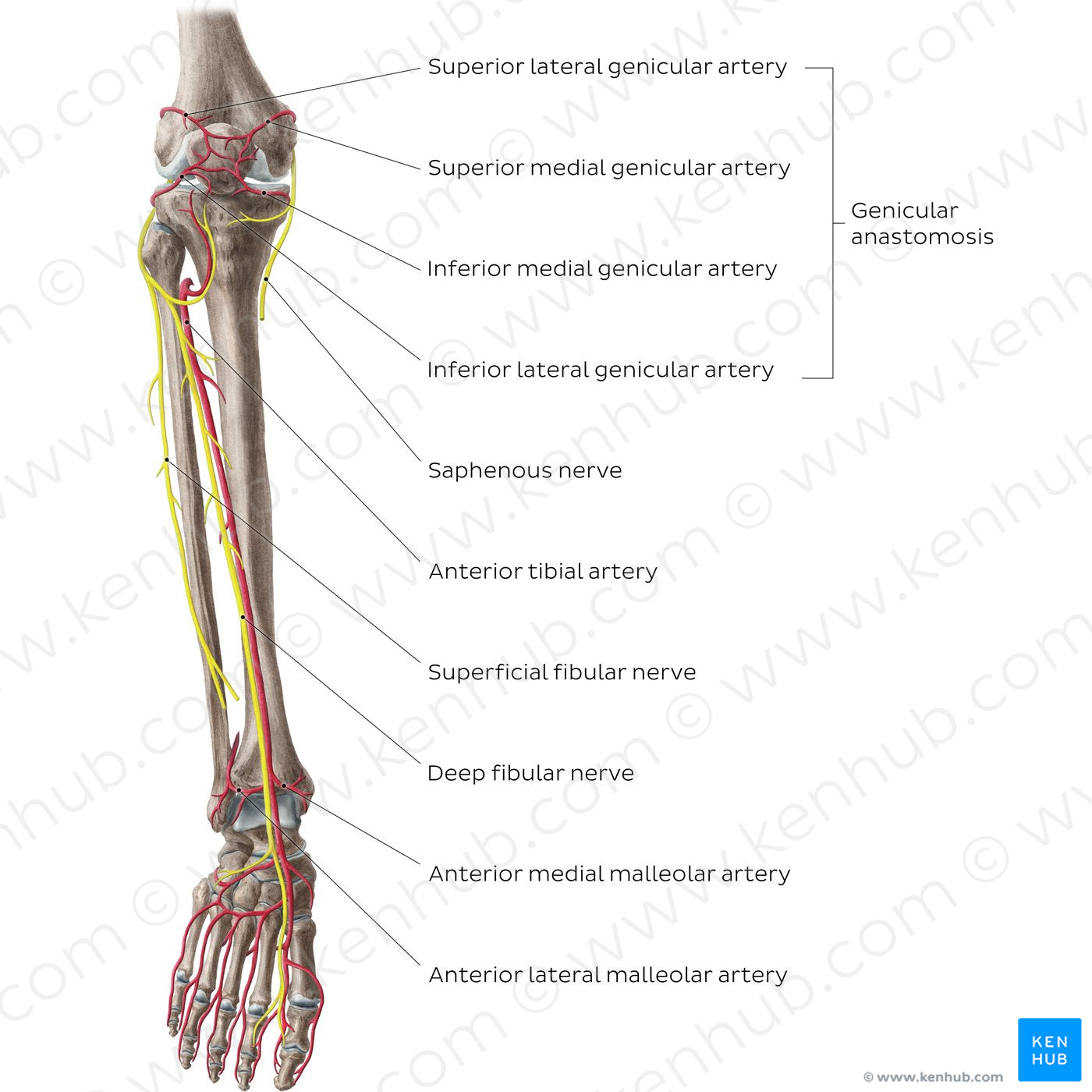 Neurovasculature of the leg and knee (anterior view) (English)
