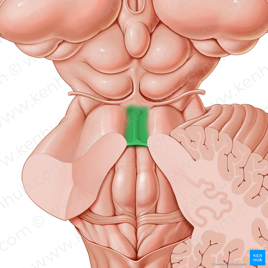 Superior medullary velum (#9943)