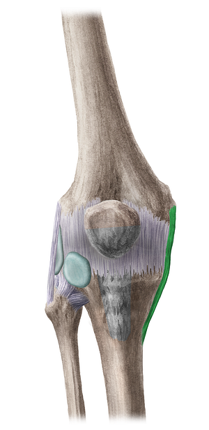 Tibial collateral ligament of knee joint (#4497)