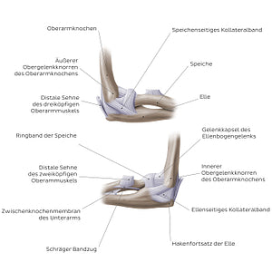 Elbow joint (German)