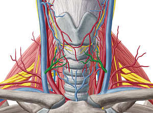 Middle thyroid vein (#10650)