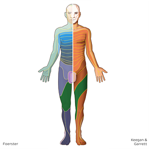 L3 dermatome (#20790)