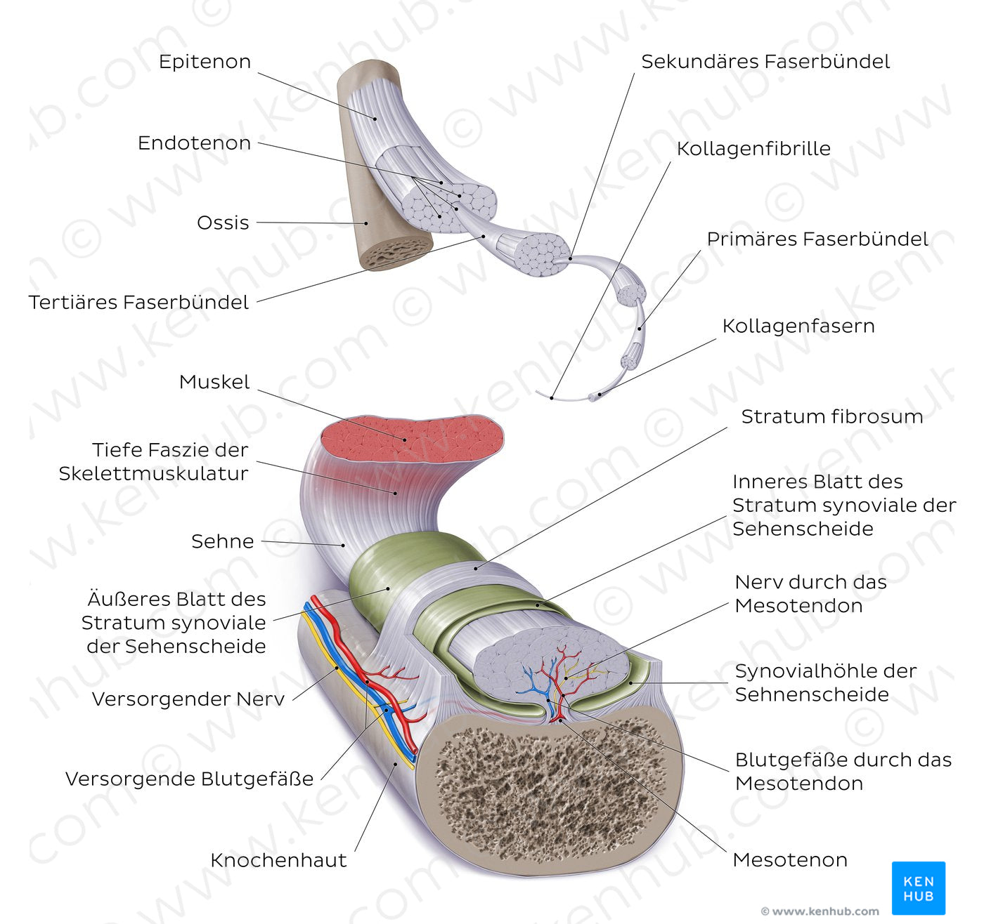 Tendon (German)