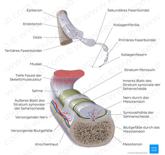 Tendon (German)