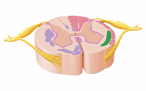 Spinothalamic & spinoreticular tracts (#12062)