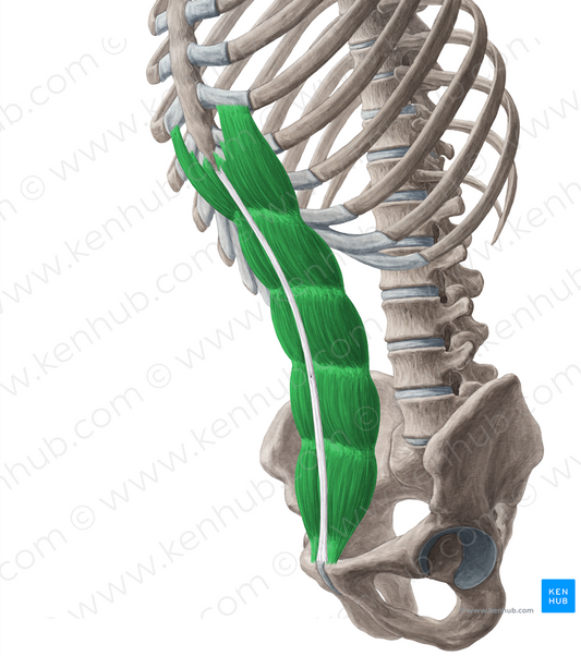 Rectus abdominis muscle (#5835)