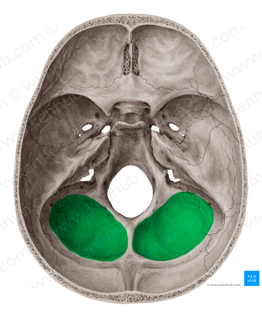 Cerebellar fossa of occipital bone (#3837)