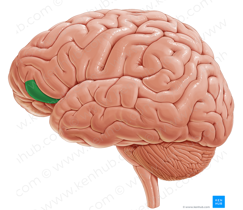 Orbital part of inferior frontal gyrus (#7754)