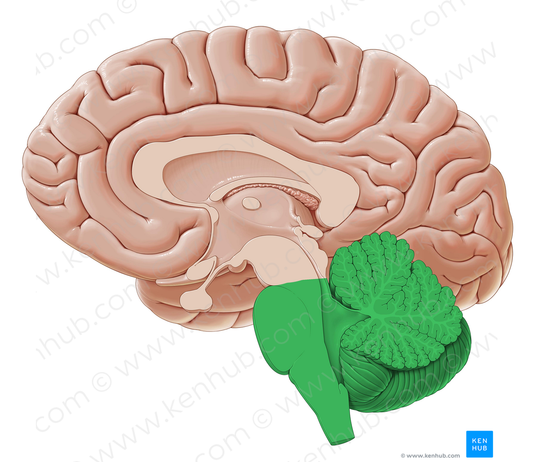 Rhombencephalon (#11501)