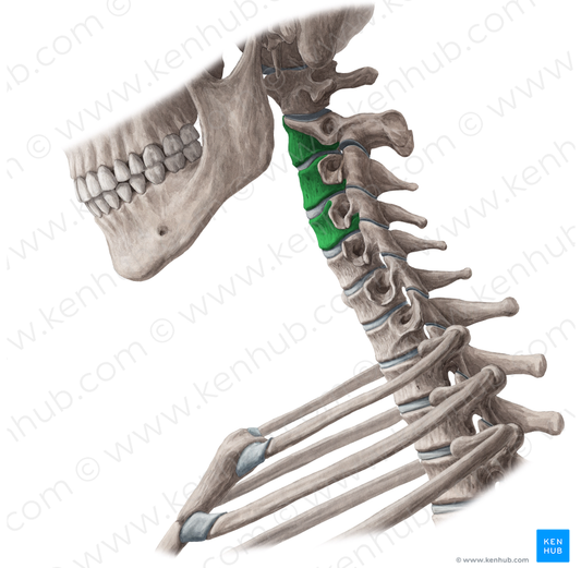 Bodies of vertebrae C2-C4 (#3014)