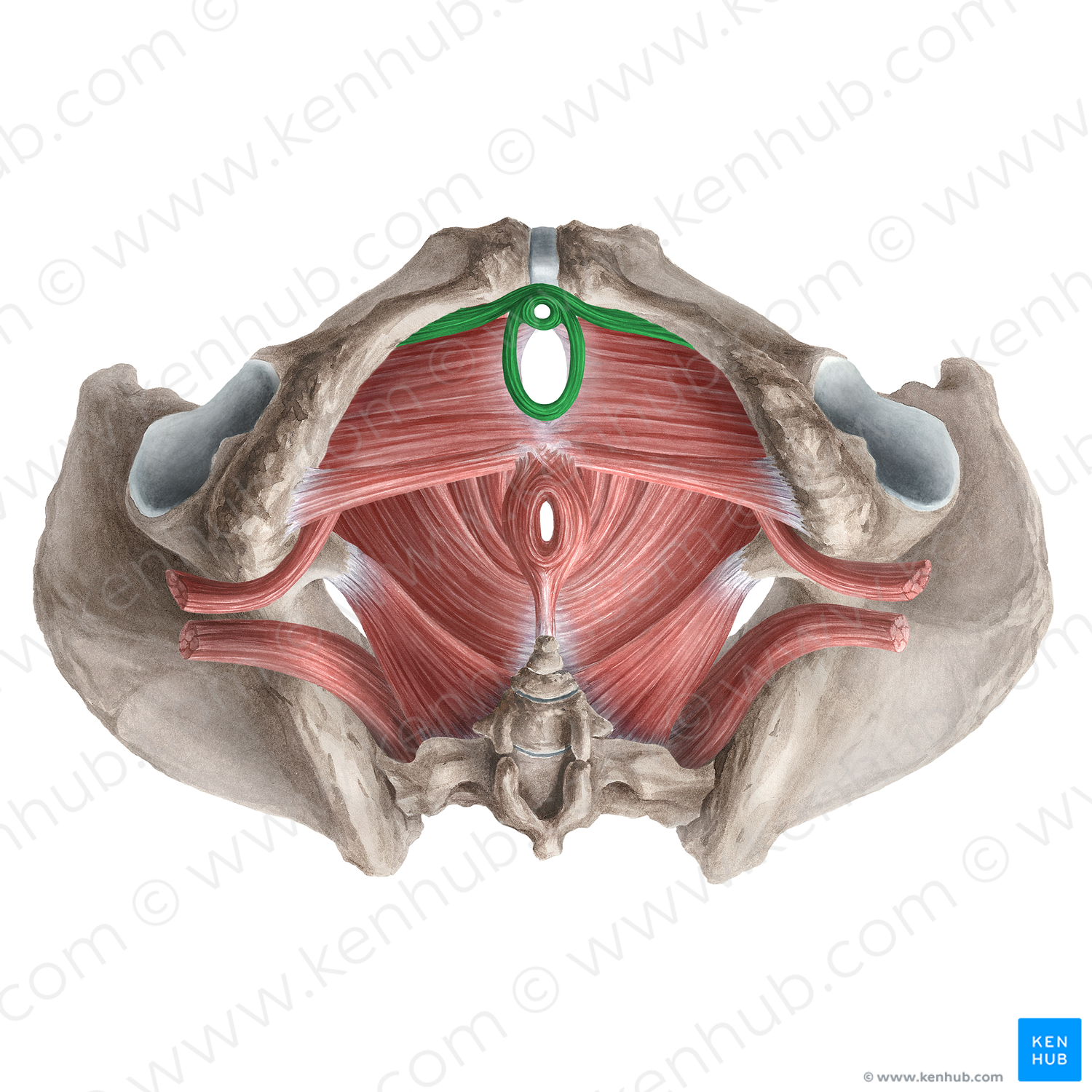 External urethral sphincter (female) (#5979)