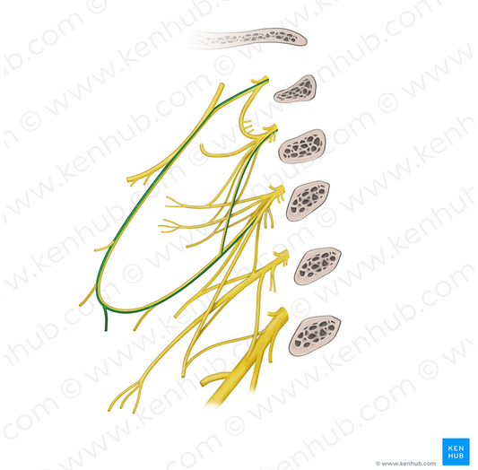 Sternohyoid branch of ansa cervicalis (#20543)