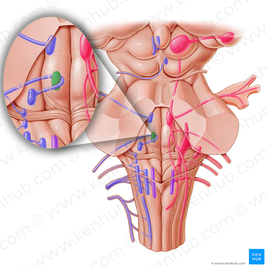 Nucleus of abducens nerve (#7217)