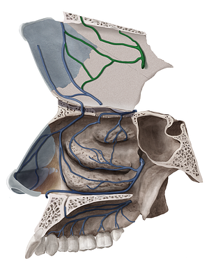 Posterior septal branches of sphenopalatine vein (#8566)