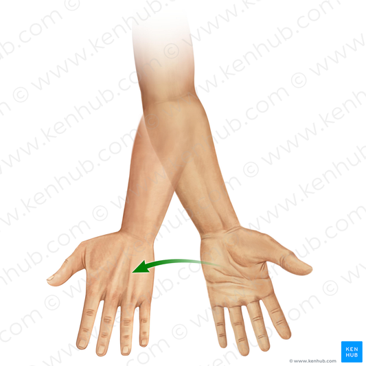 Pronation of forearm (#11028)