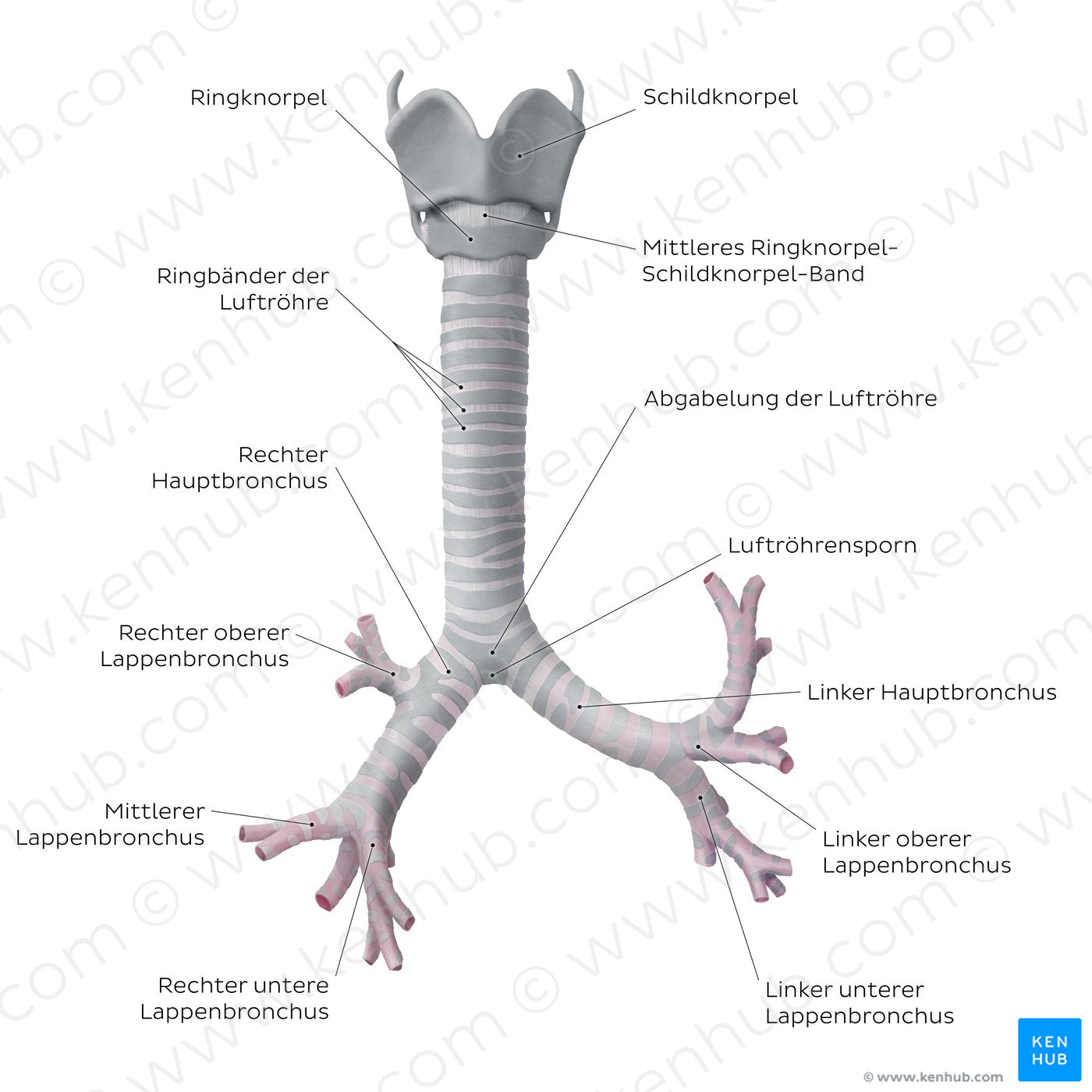 Trachea and bronchi (German)