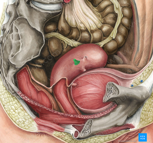 Proper ovarian ligament (#4589)