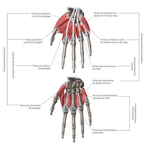 Muscles of the hand: Groups (Portuguese)