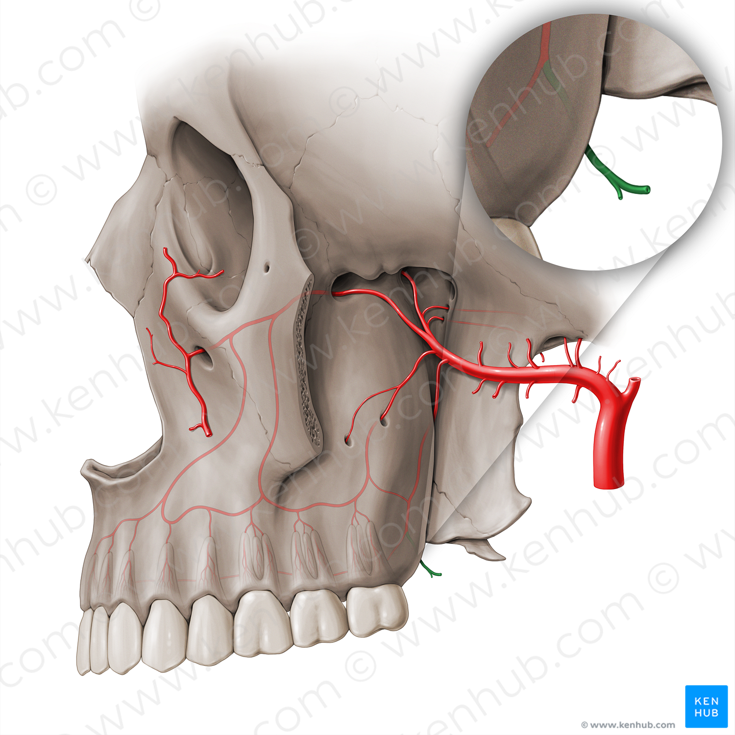 Lesser palatine artery (#18458)