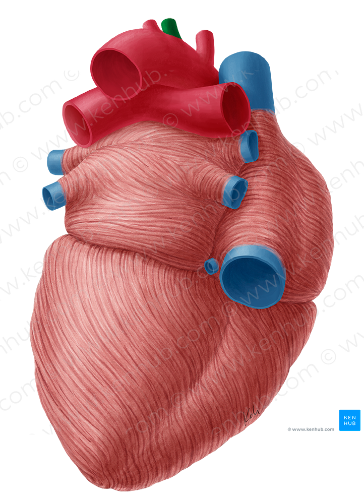 Left common carotid artery (#951)