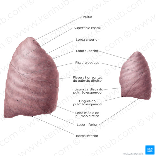 Lateral views of the lungs (Portuguese)