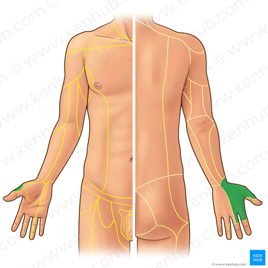 Superficial branch of radial nerve (#21921)