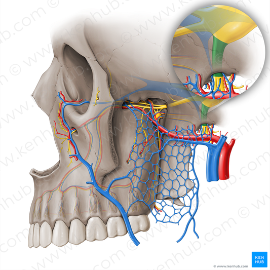 Mandibular nerve (#18460)