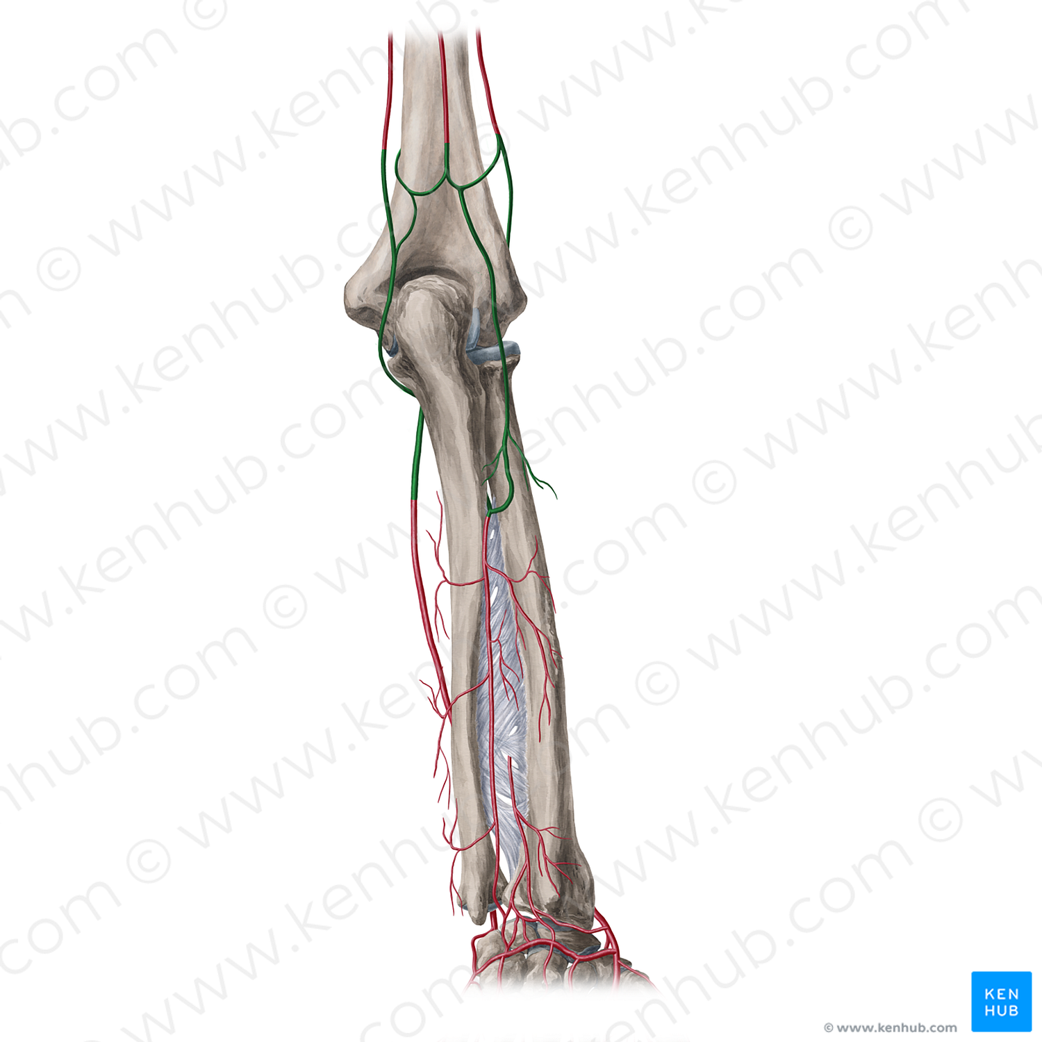 Cubital anastomosis (#20378)