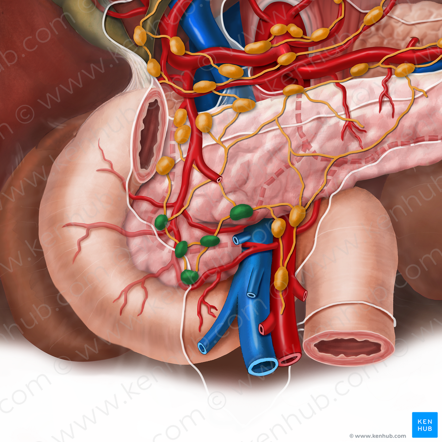 Inferior pancreaticoduodenal lymph nodes (#7068)