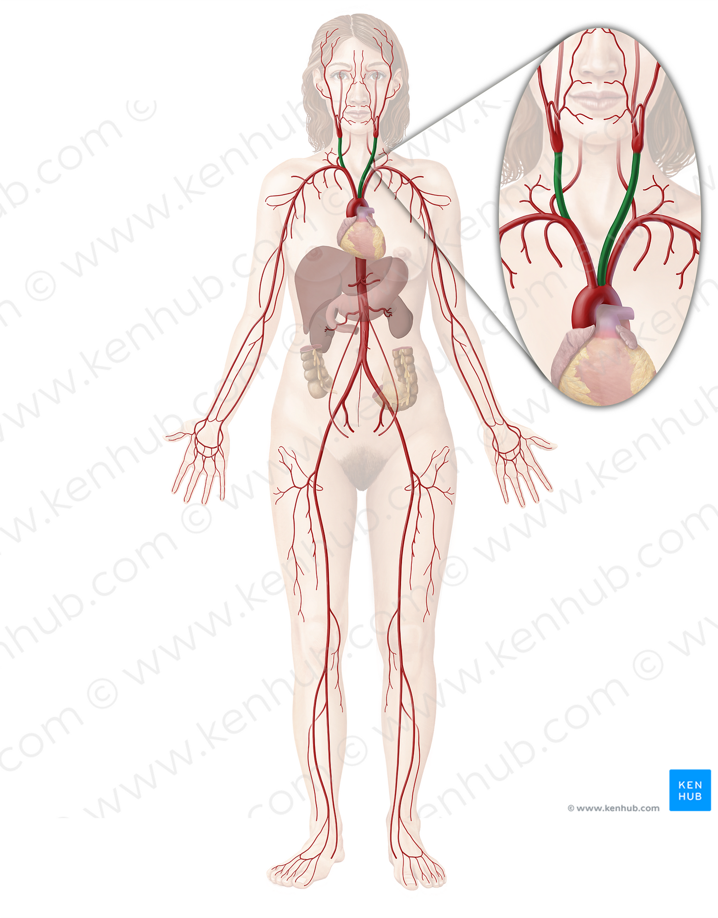 Common carotid artery (#926)