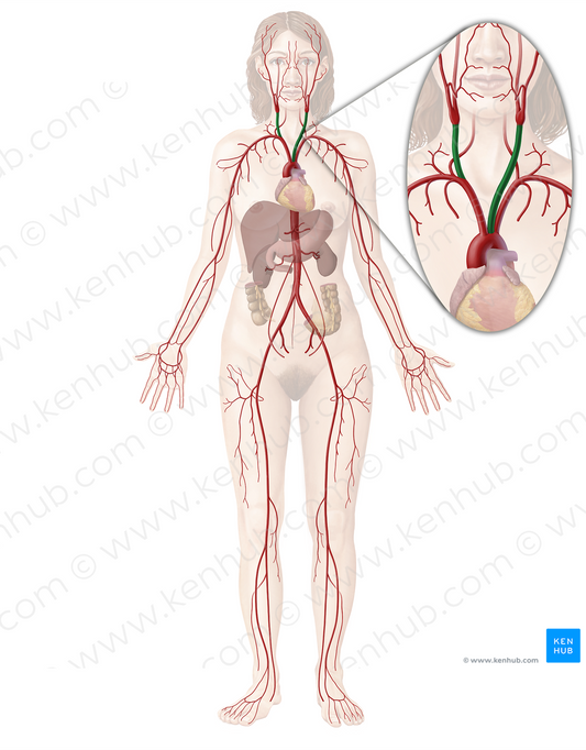 Common carotid artery (#926)