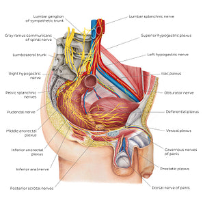 Nerves of the male pelvis (English)