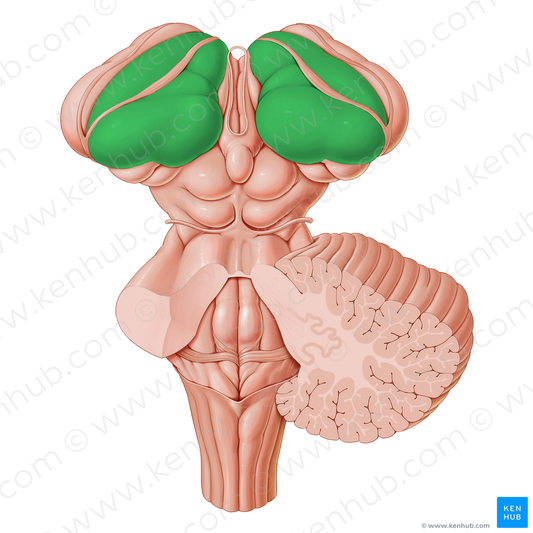 Thalamus (#9438)